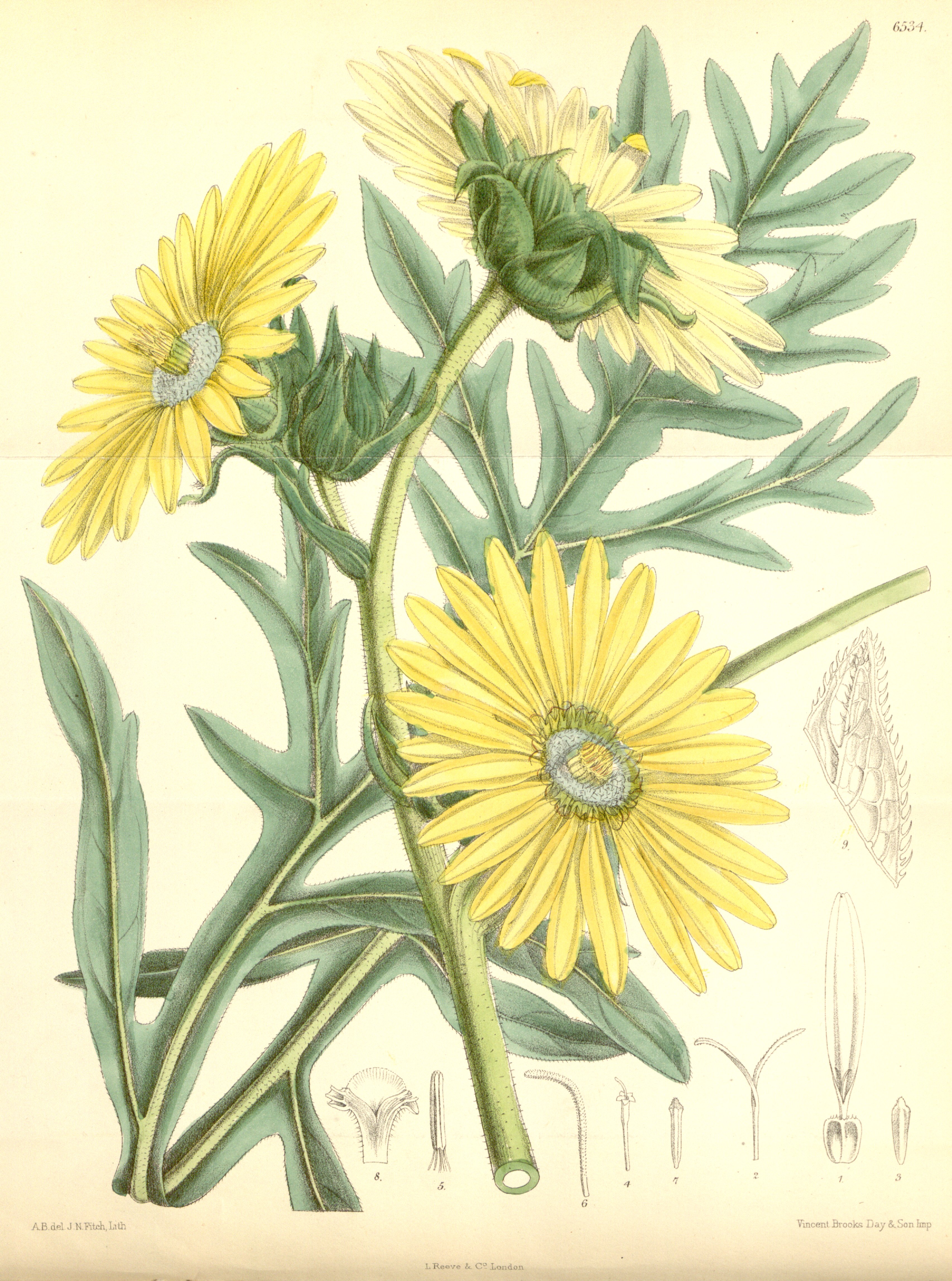 Botanical Illustration of Pilot Weed plant