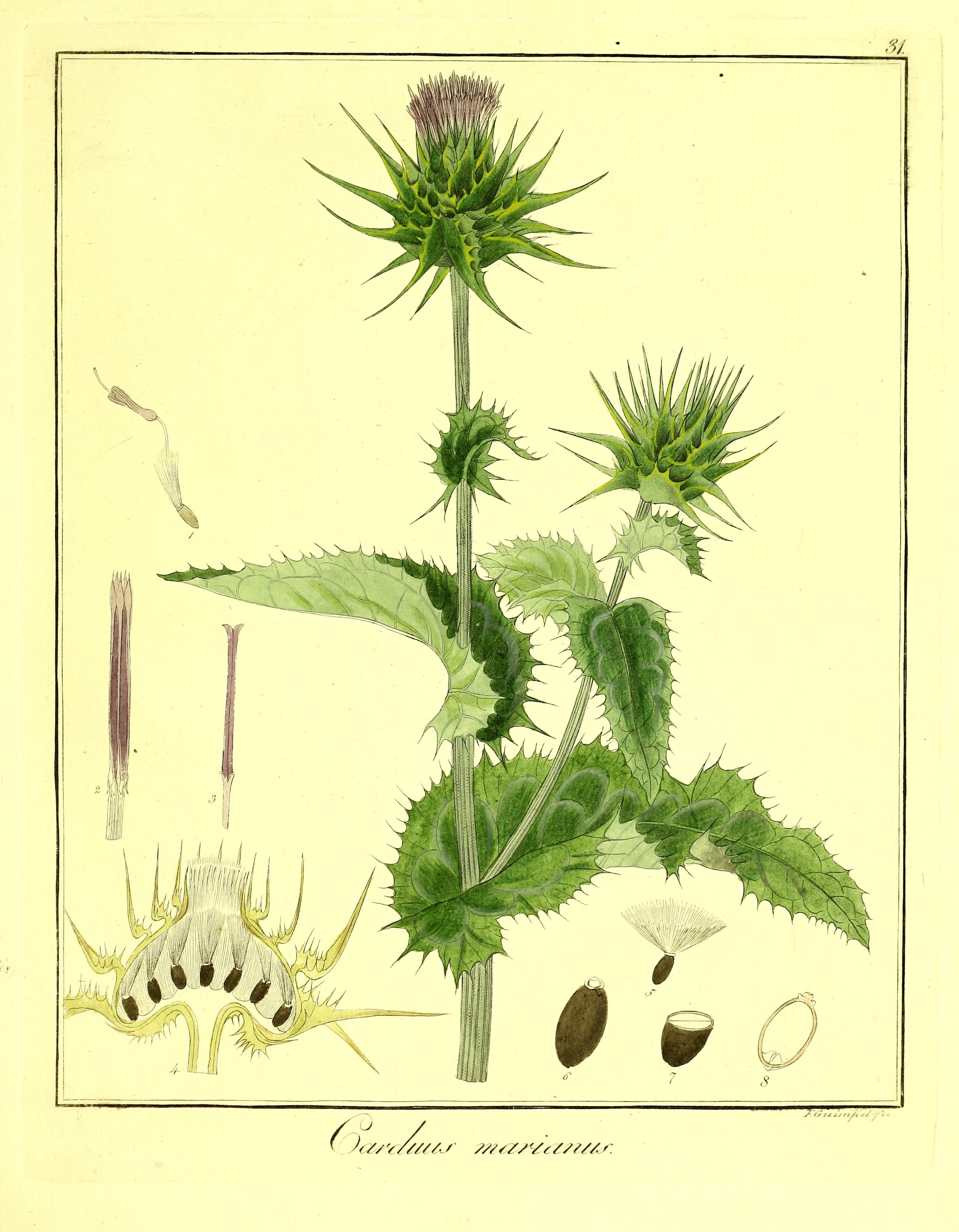 Botanical Illustration of Milk Thistle plant