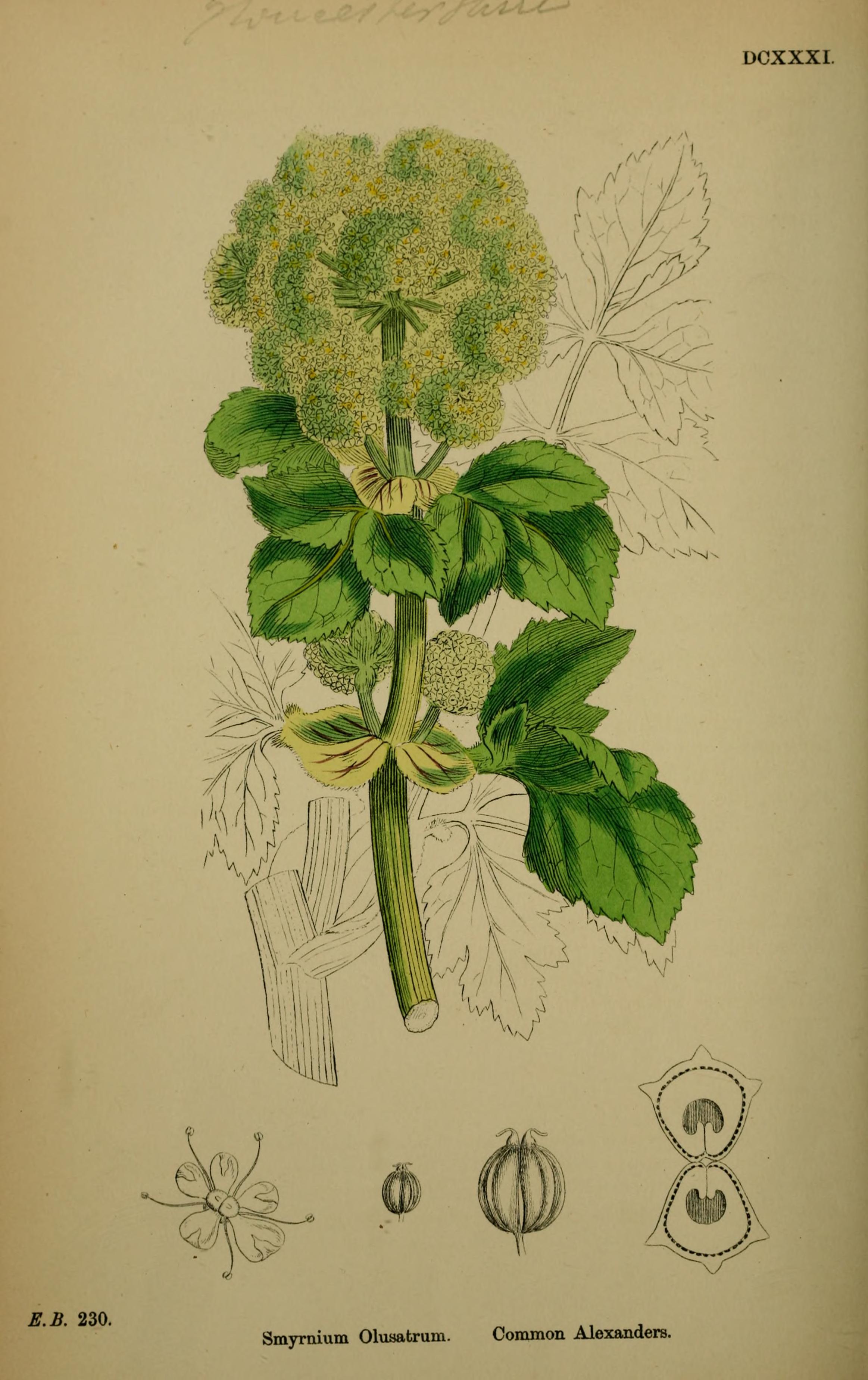 Botanical Illustration of Alexander plant
