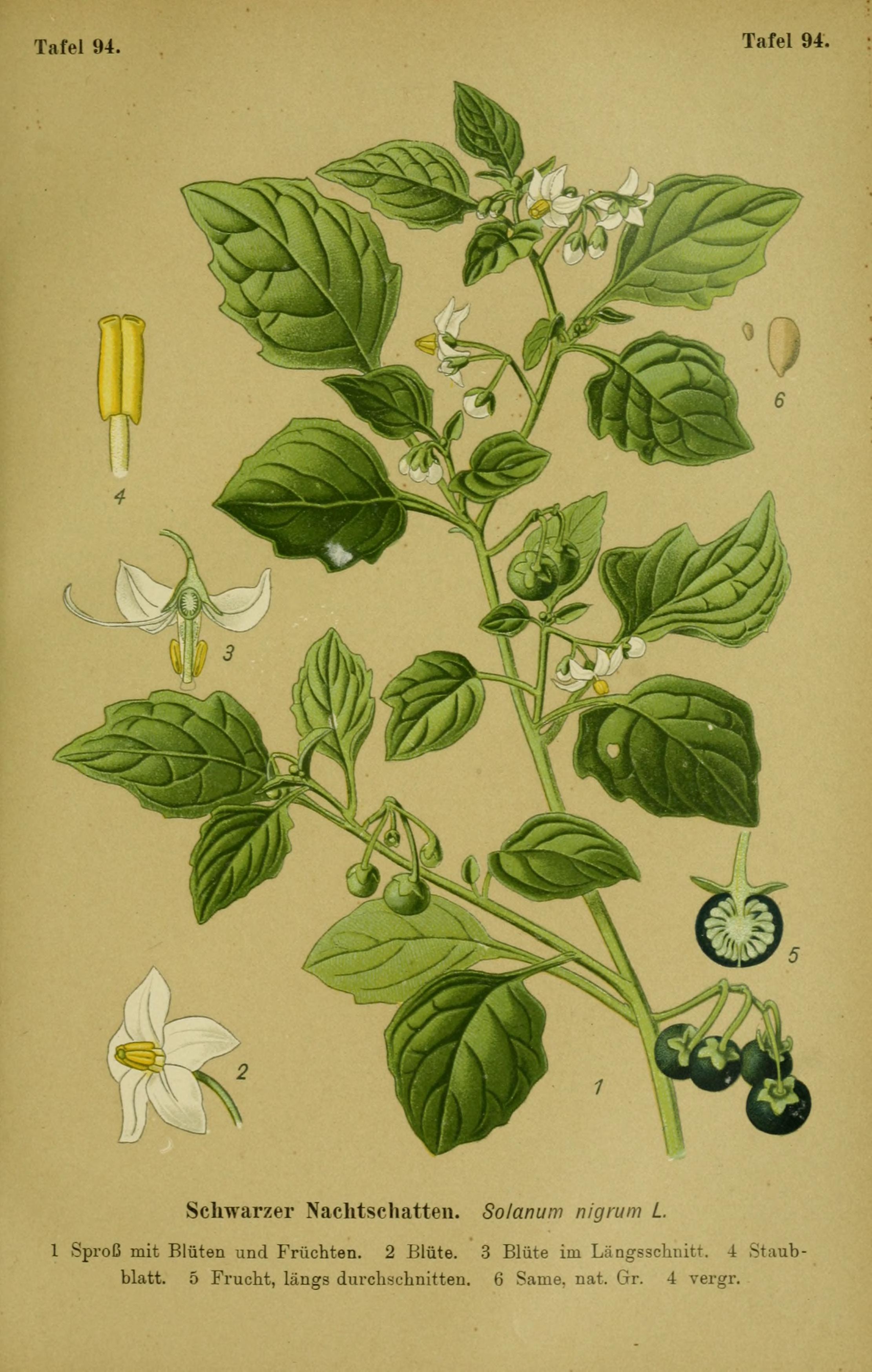 Botanical Illustration of Nightshade plant
