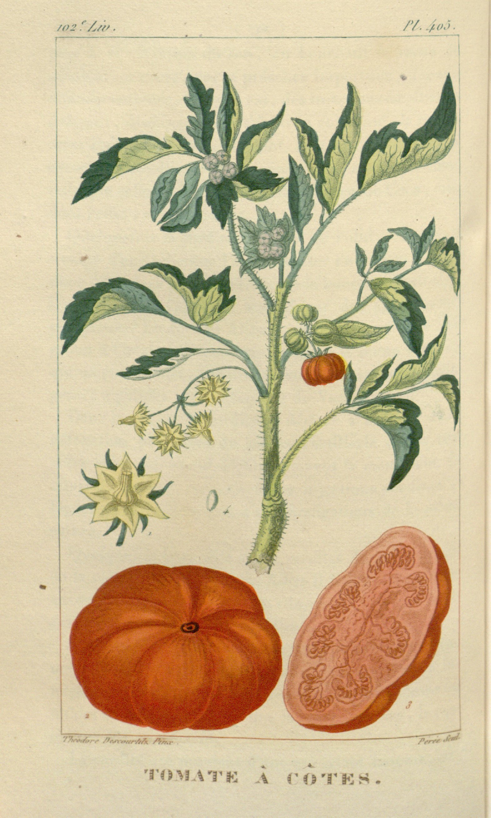 Botanical Illustration of Tomato plant