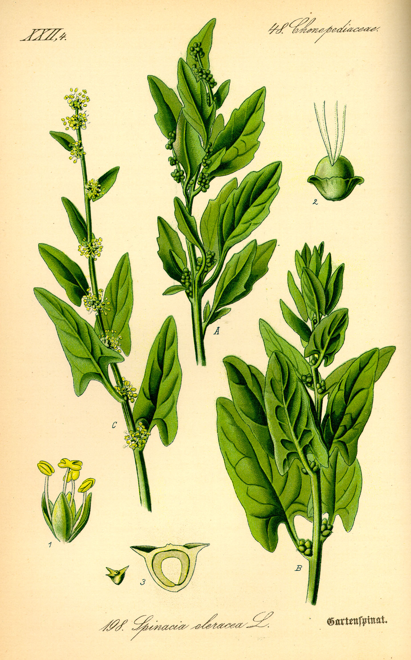 Botanical Illustration of Spinach plant