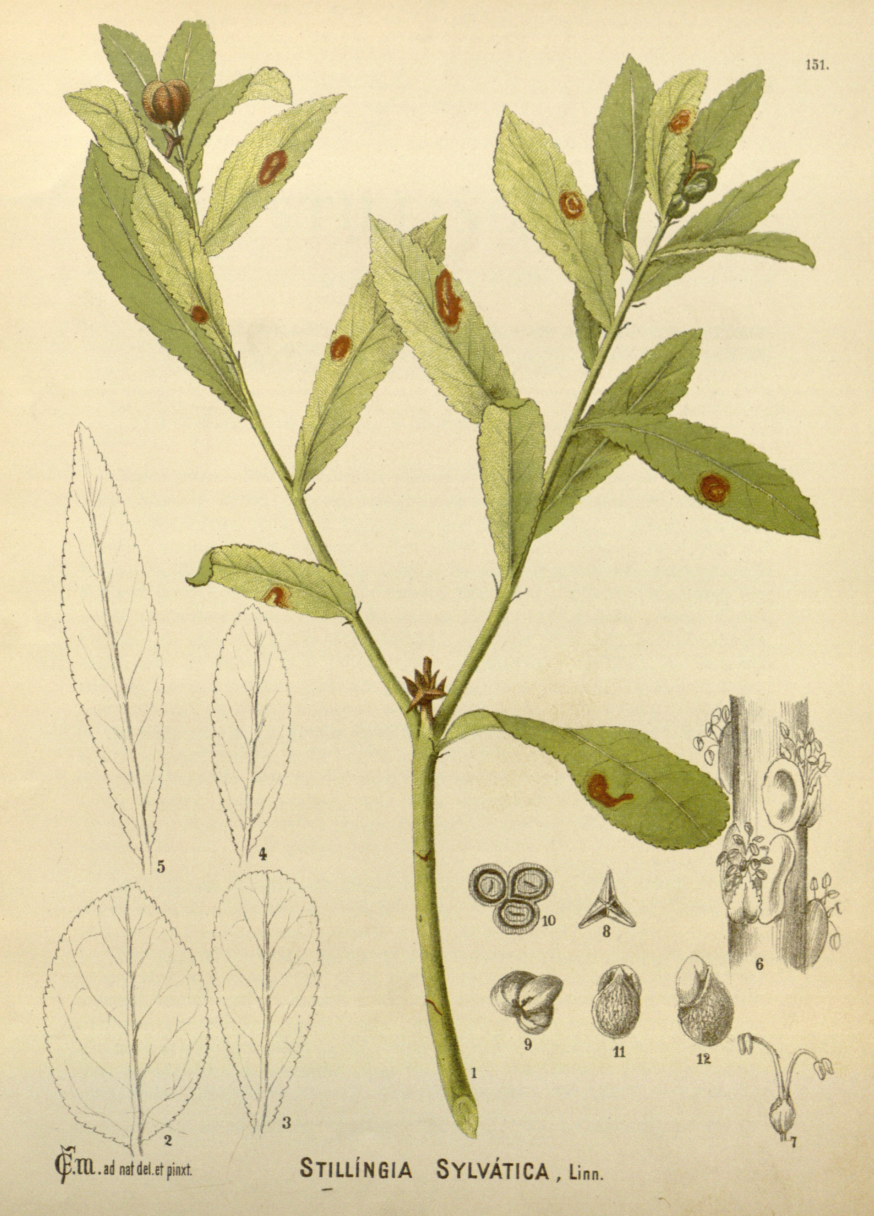 Botanical Illustration of Stillengia plant