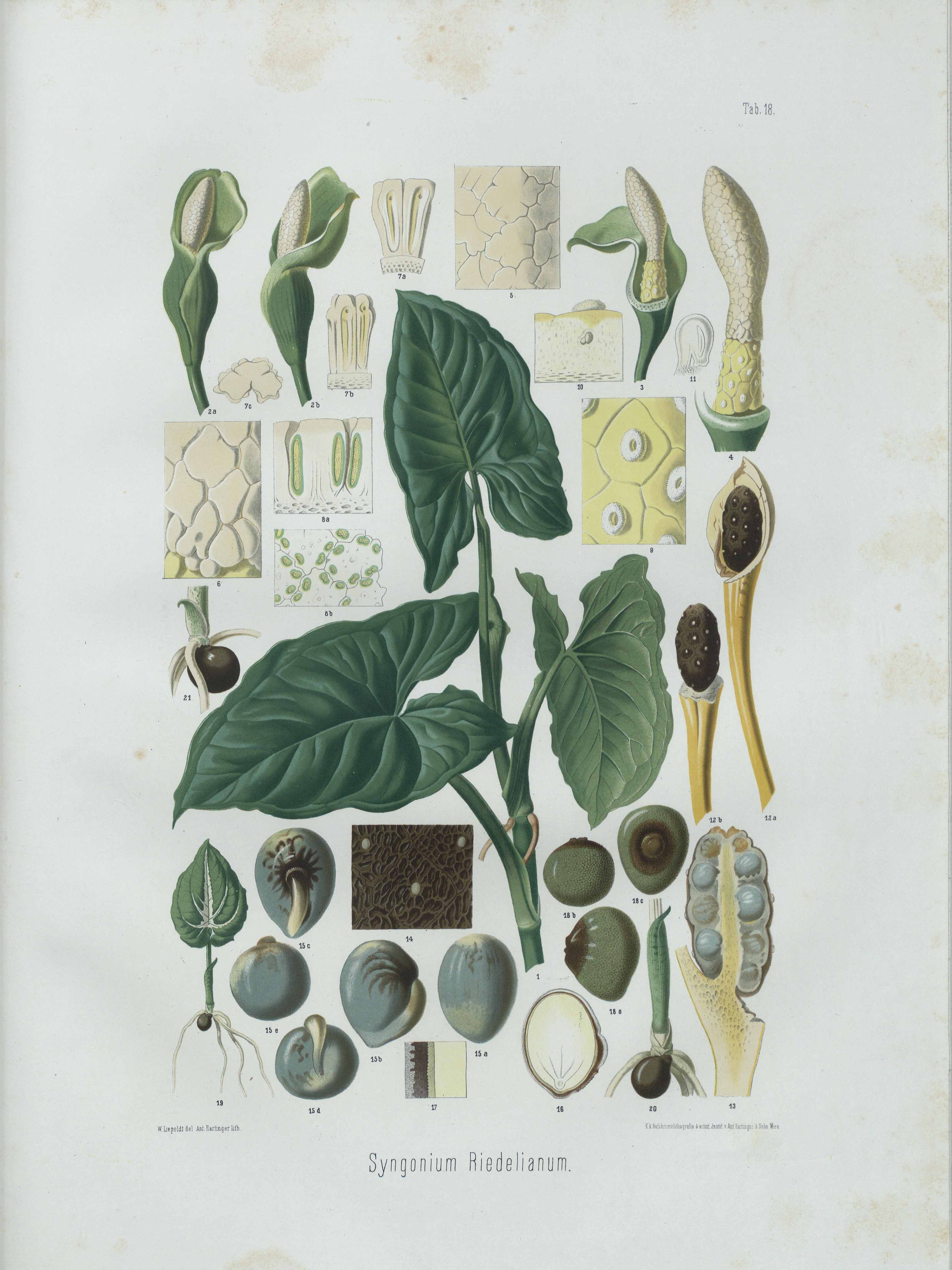 Botanical Illustration of Arrowhead plant