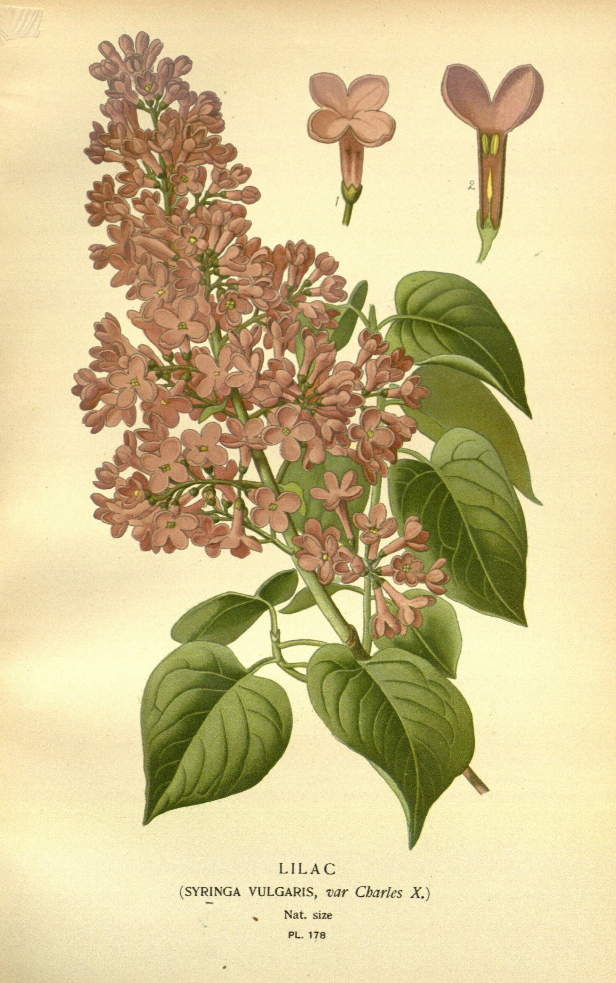 Botanical Illustration of Lilac plant