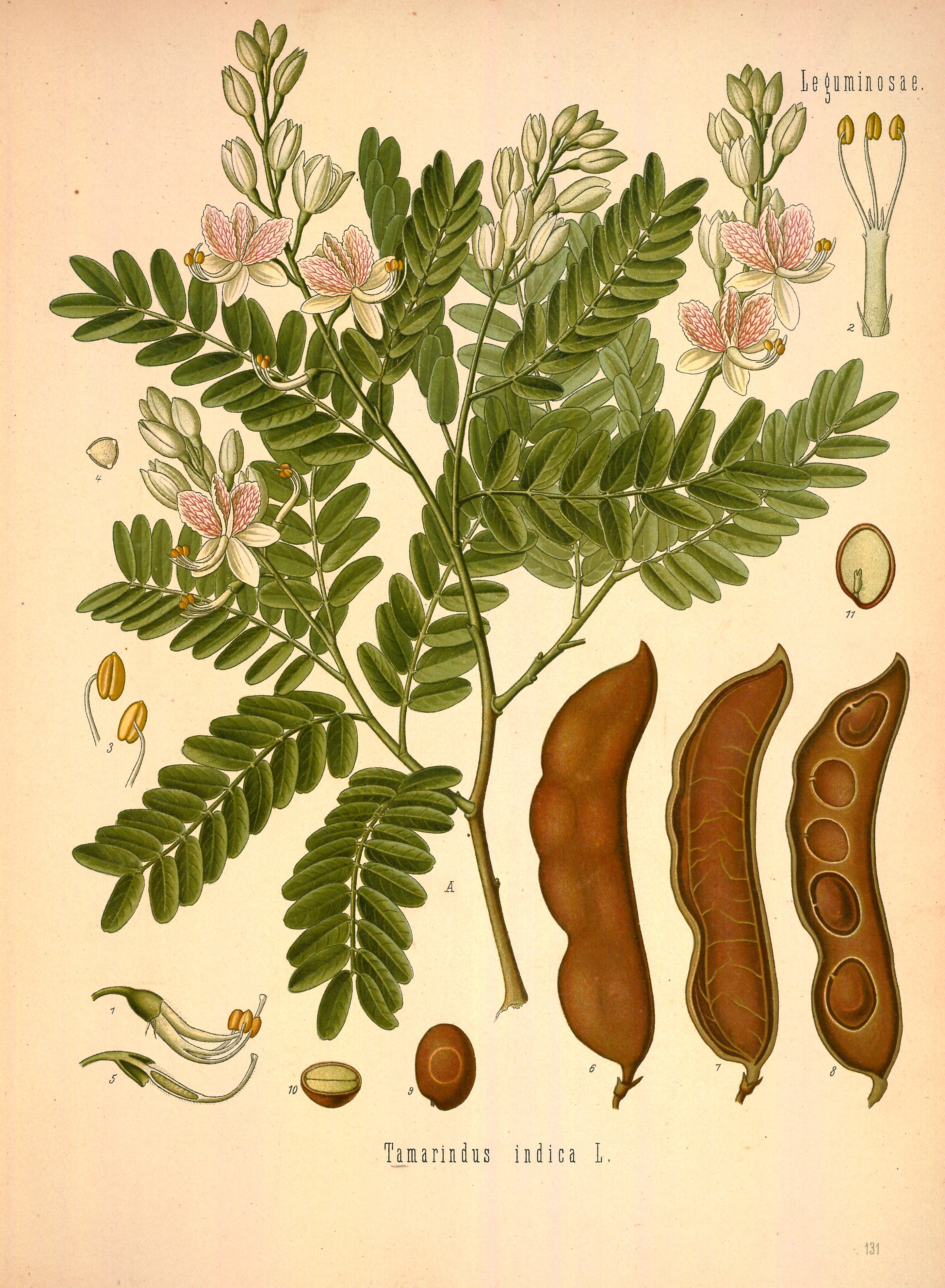 Botanical Illustration of Tamarind plant