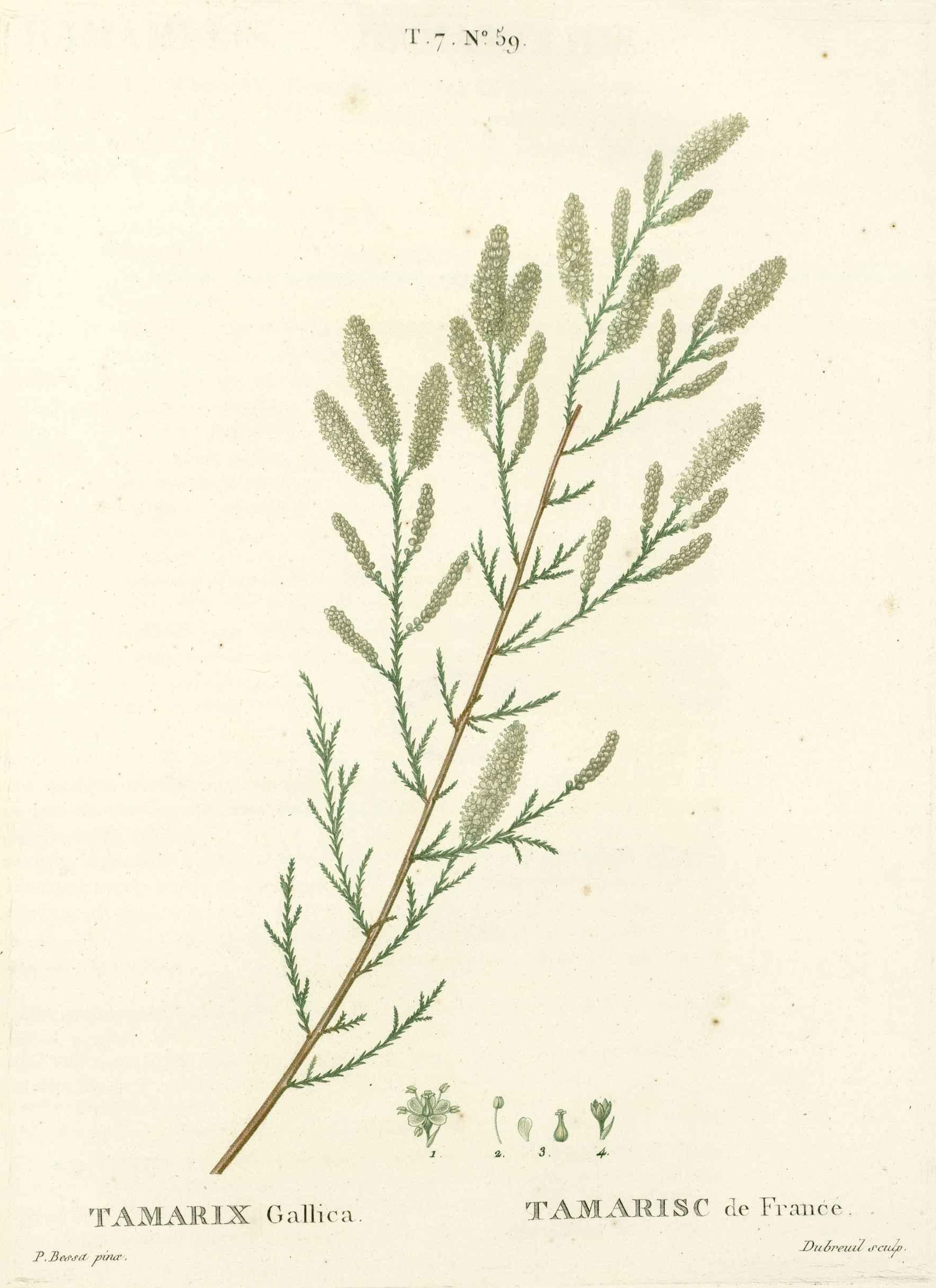 Botanical Illustration of Tamarisk plant