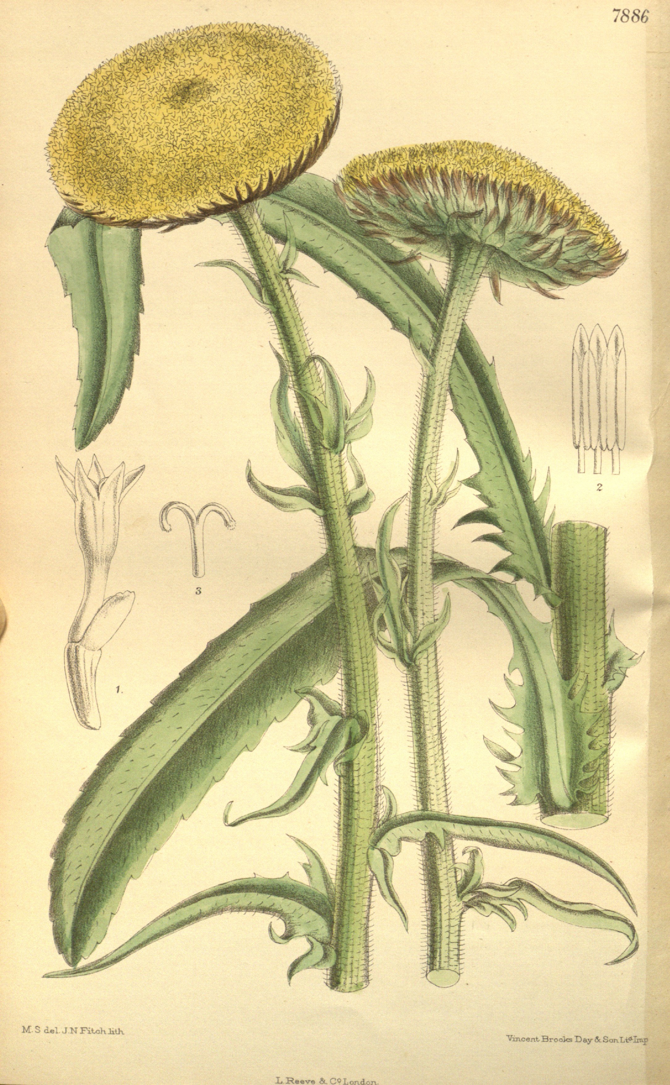 Botanical Illustration of Costmary plant