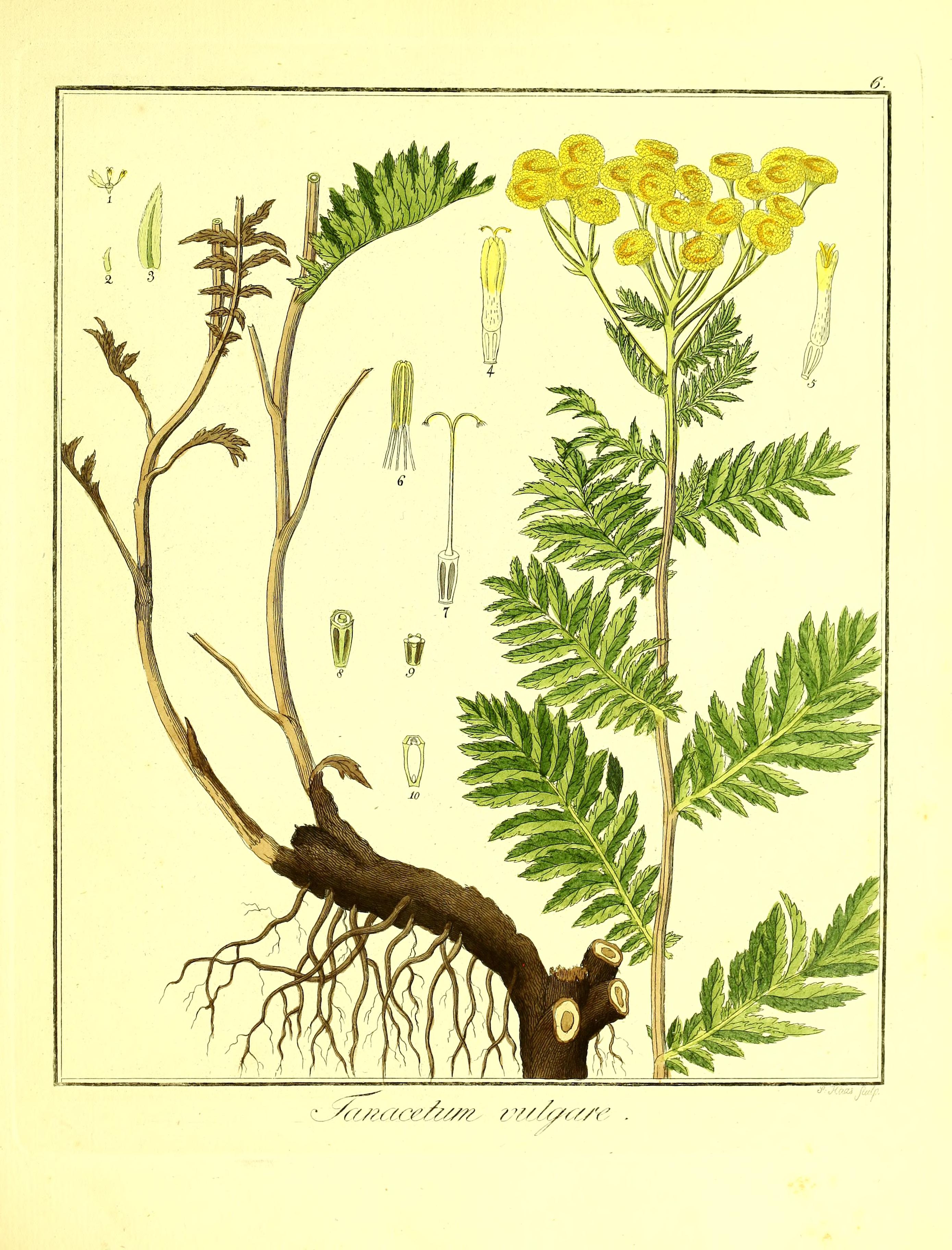 Botanical Illustration of Tansy plant