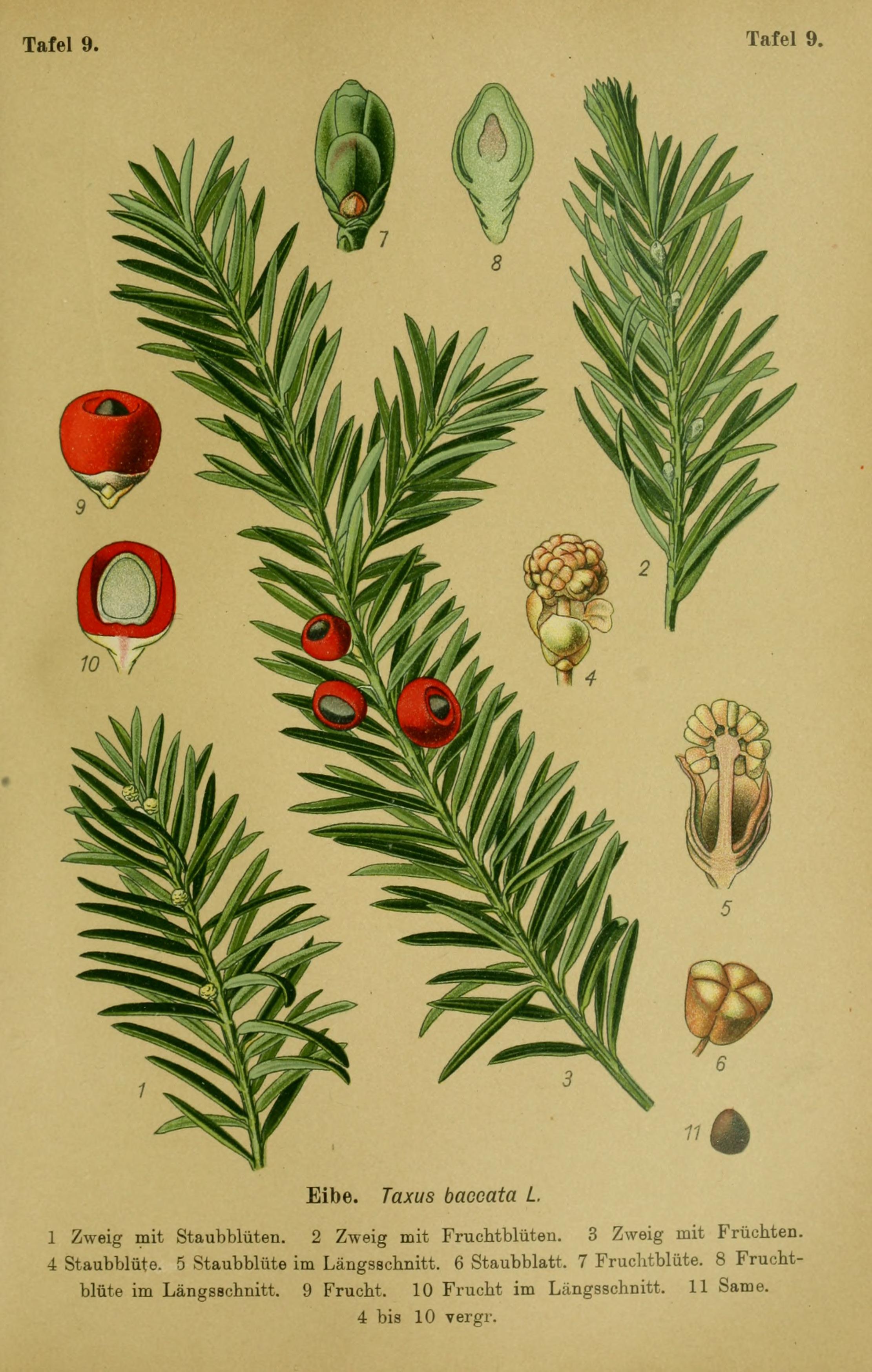 Botanical Illustration of Yew plant