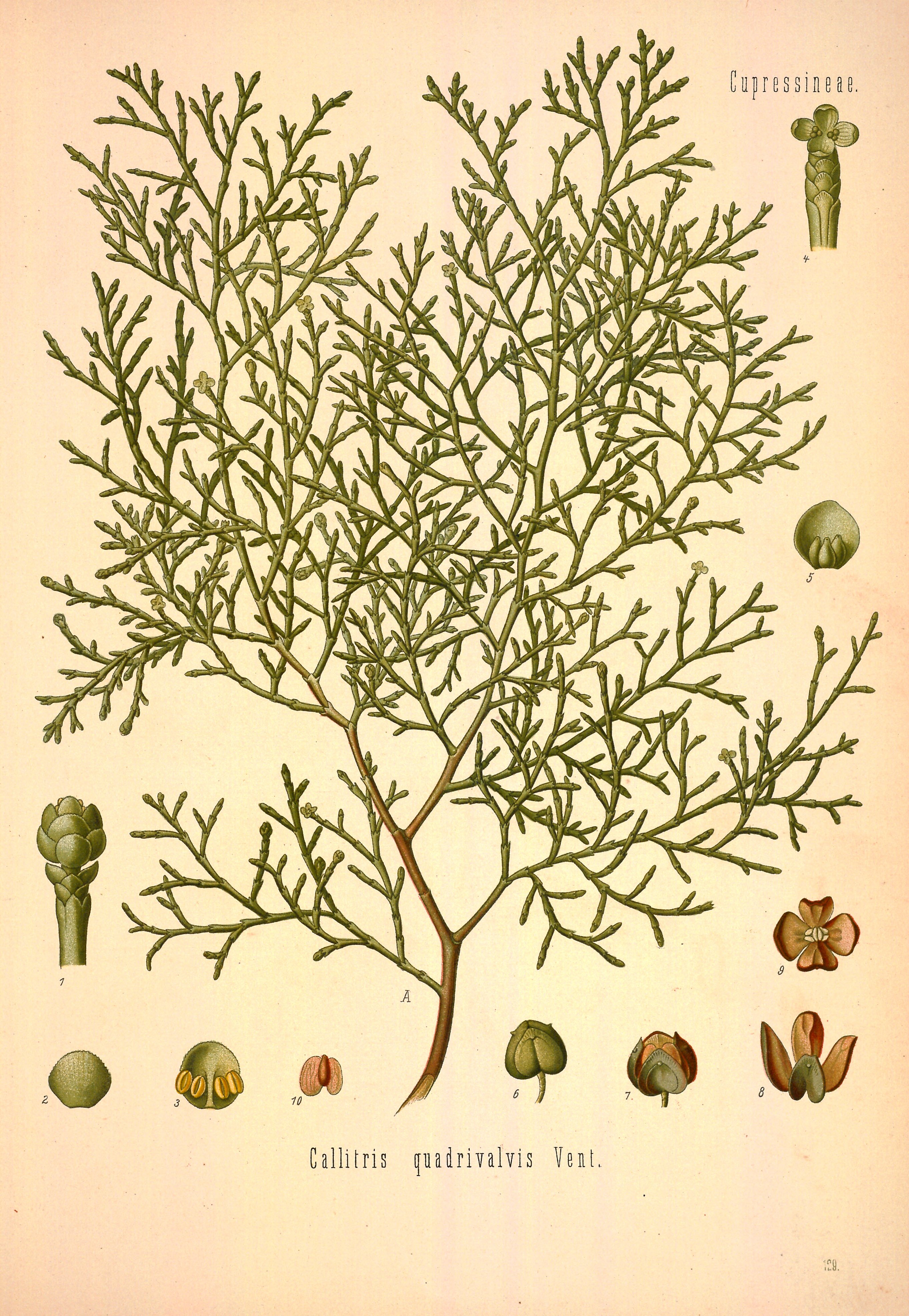 Botanical Illustration of Gum Sandarac plant