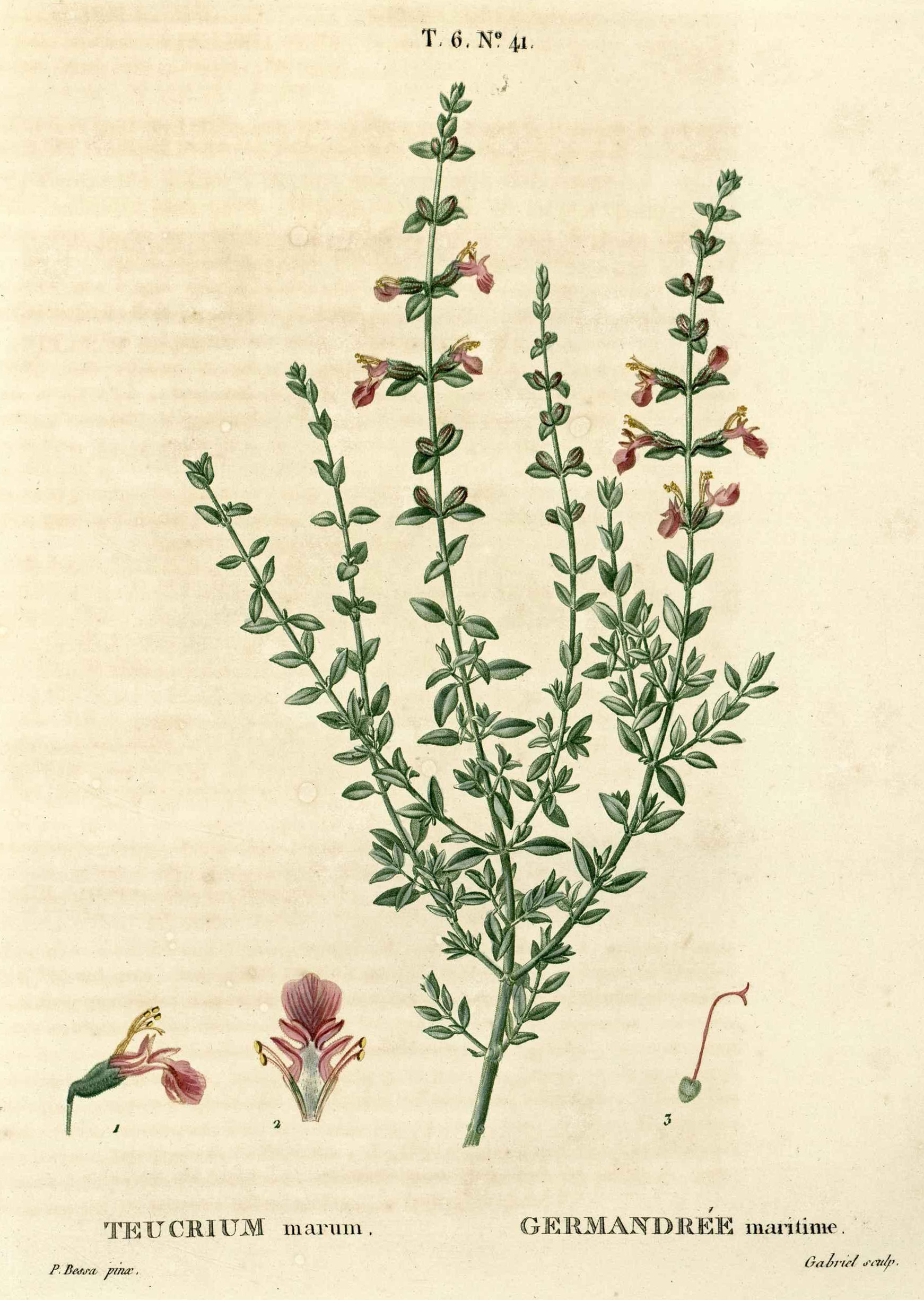 Botanical Illustration of Germander plant