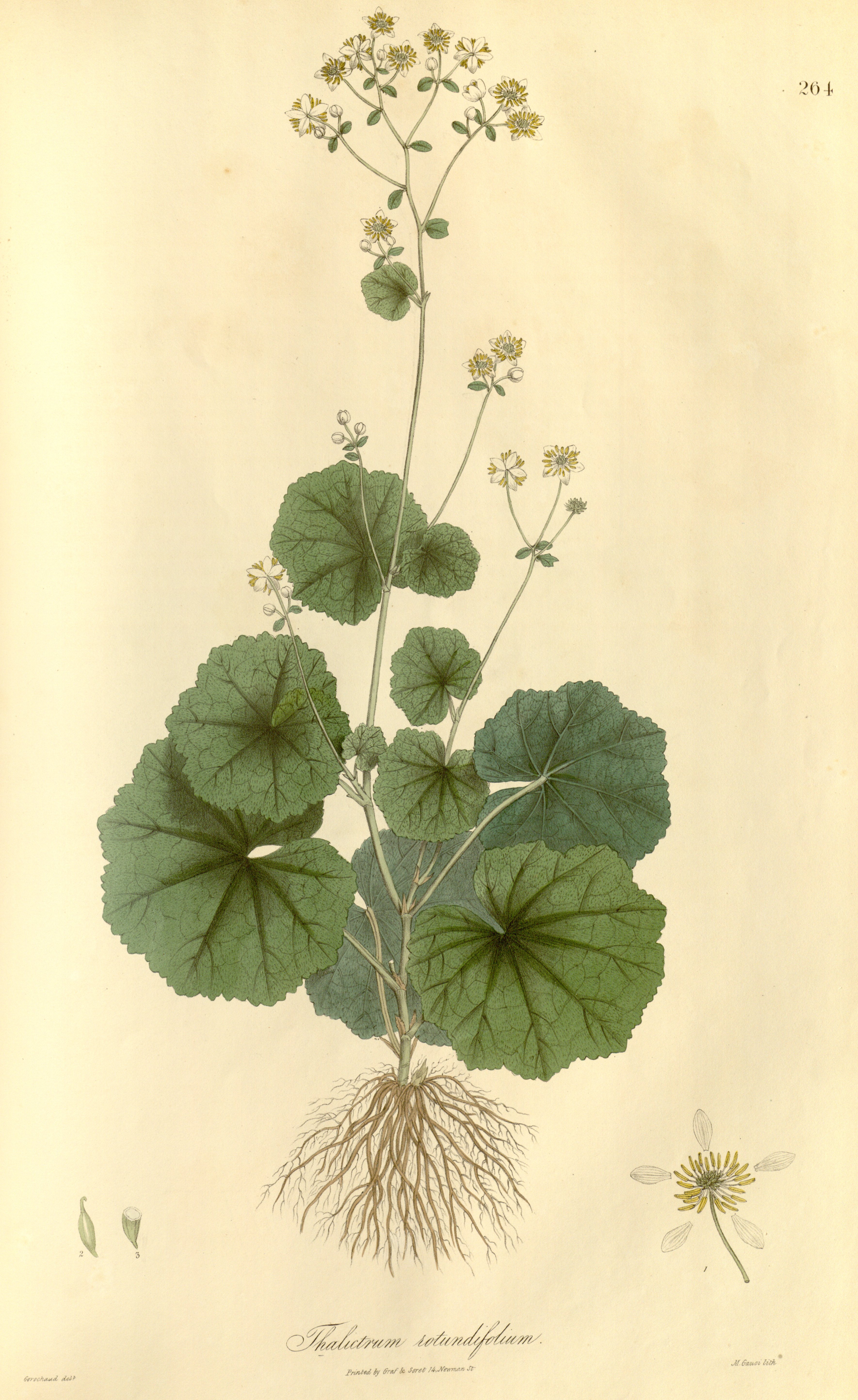 Botanical Illustration of Meadow Rue plant