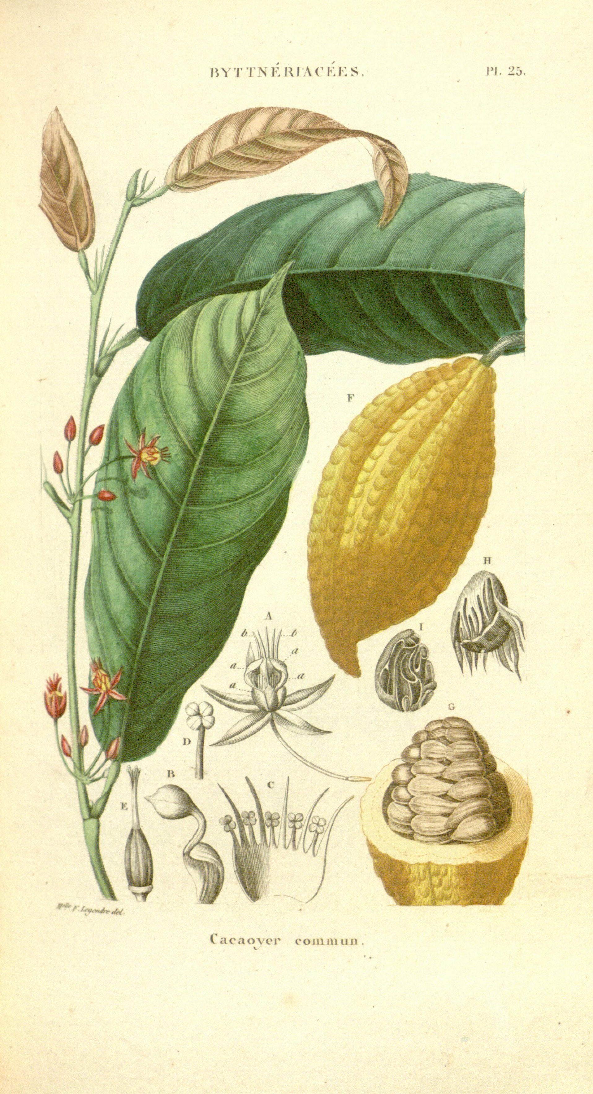 Botanical Illustration of Cocoa plant