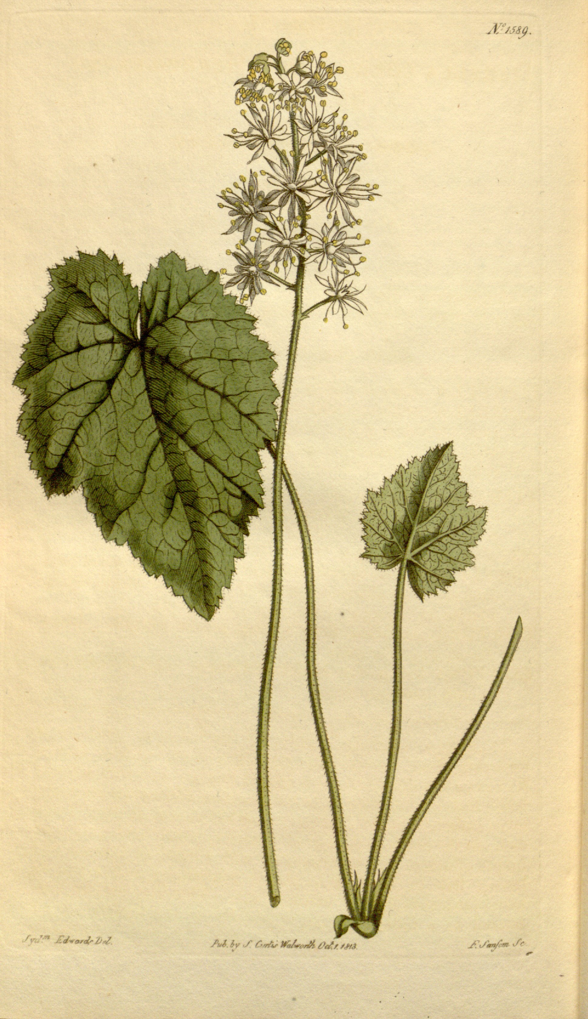 Botanical Illustration of Coolwort plant