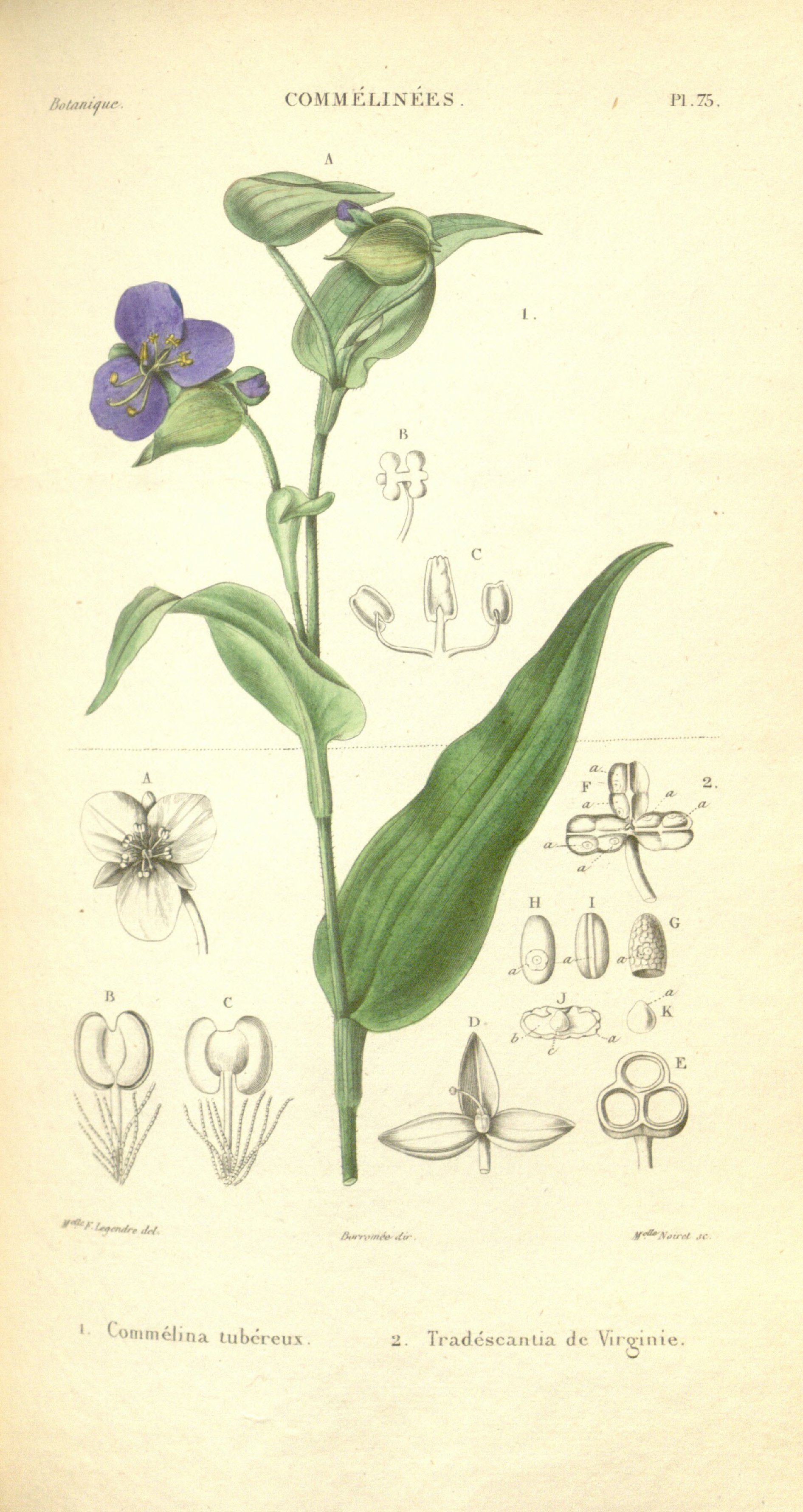 Botanical Illustration of Spiderwort plant