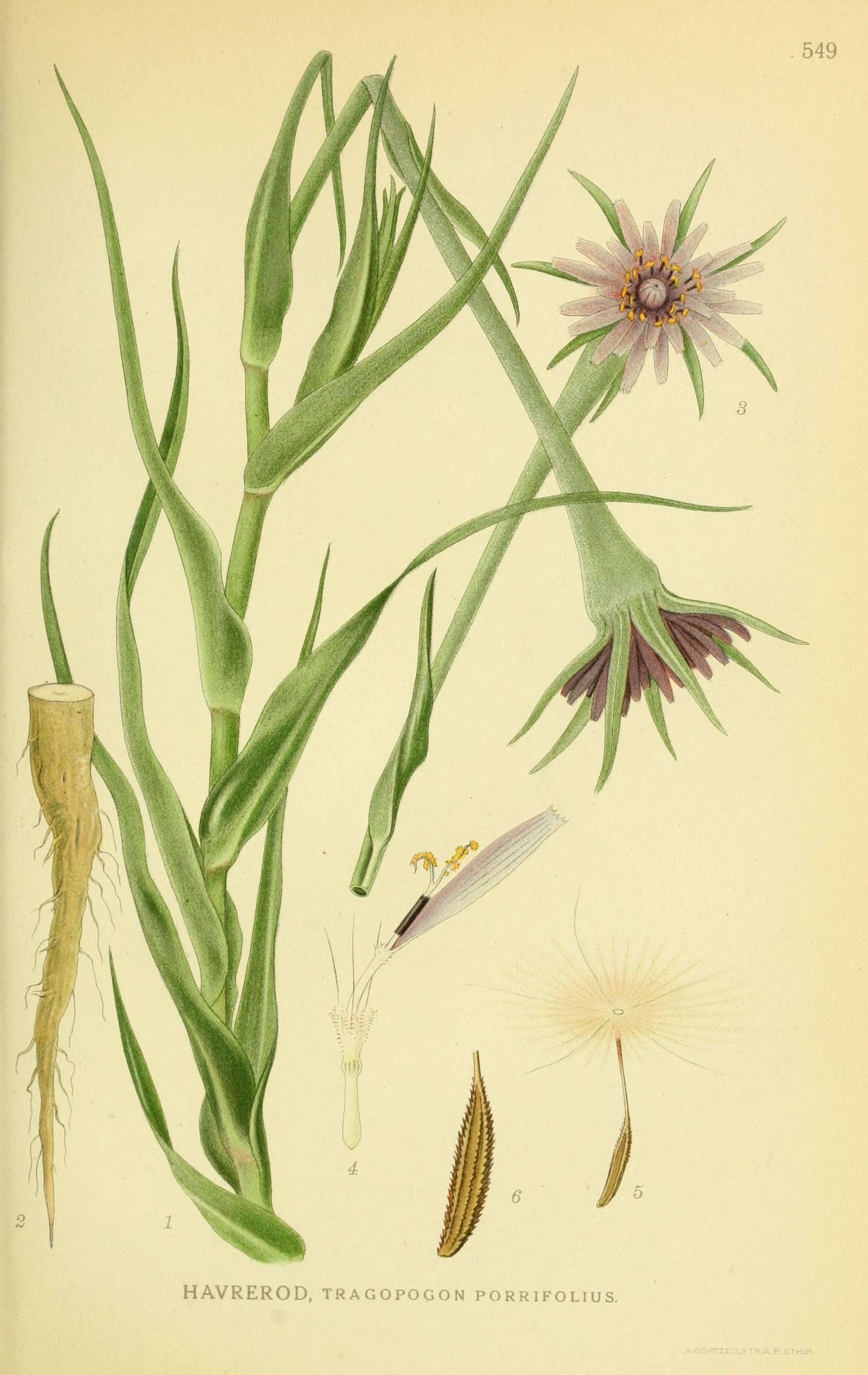 Botanical Illustration of Goat's Beard plant