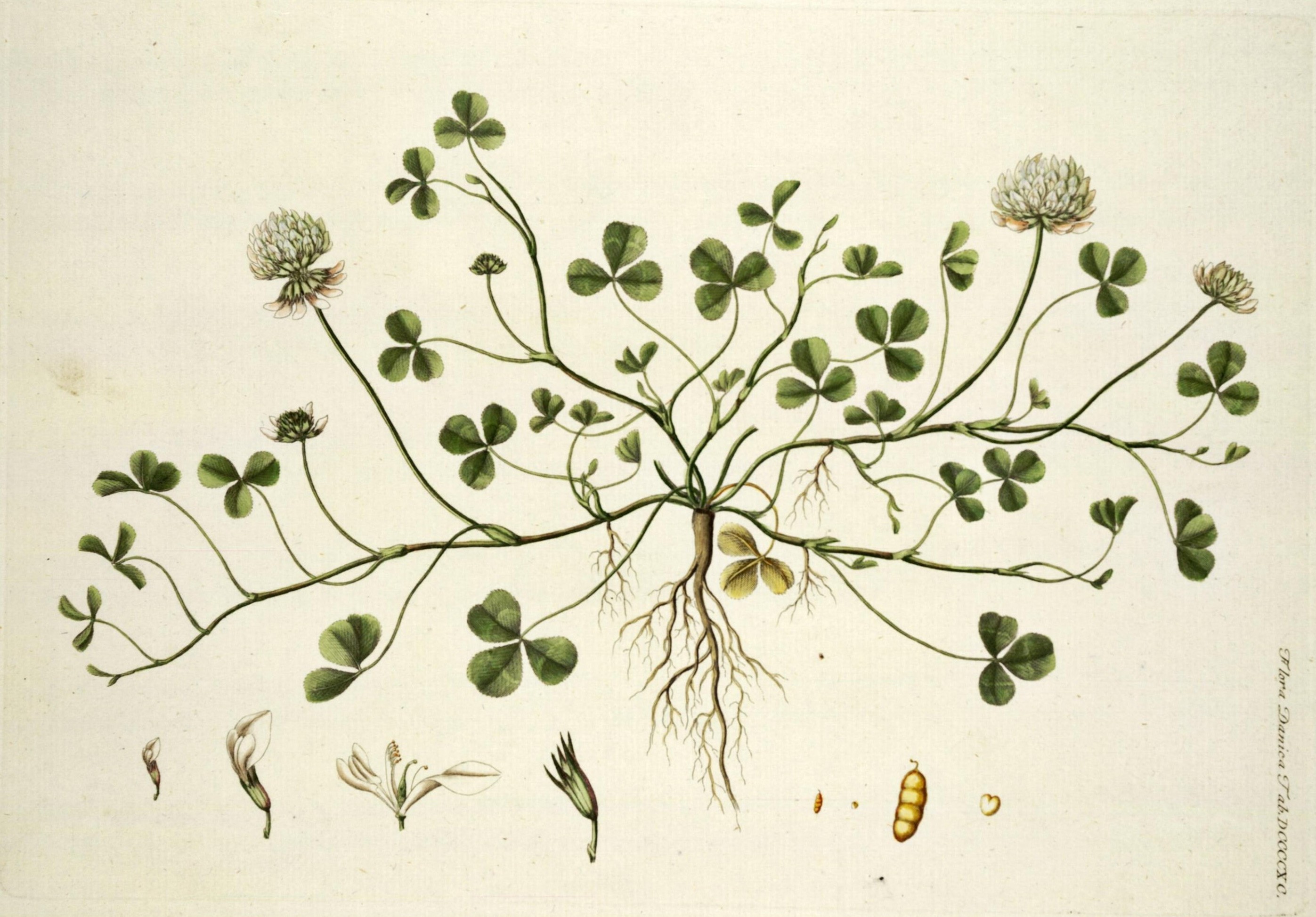 Botanical Illustration of Clover plant