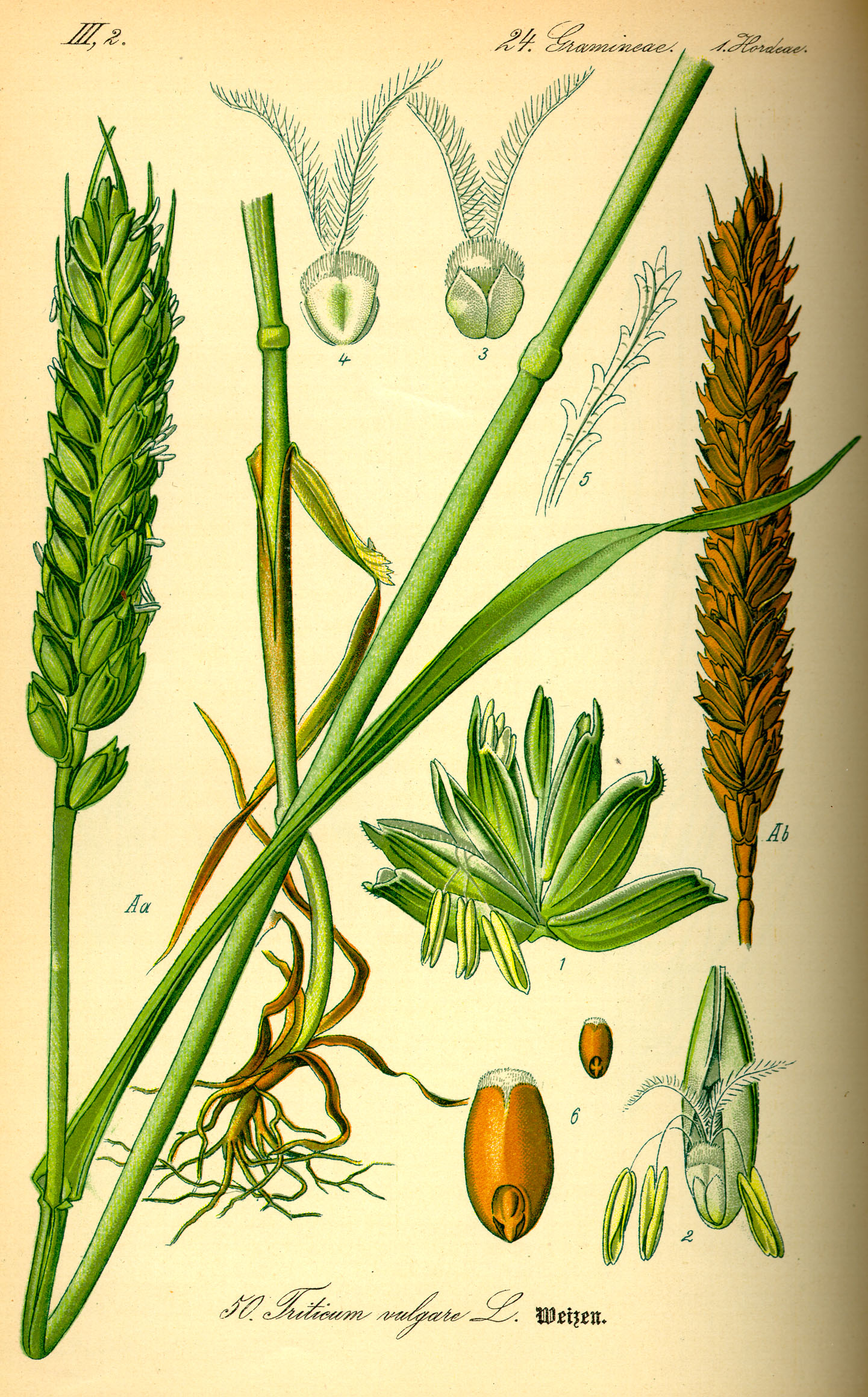 Botanical Illustration of Wheat plant