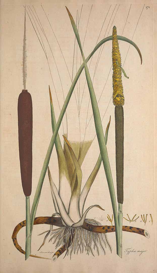Botanical Illustration of Cat Tail plant