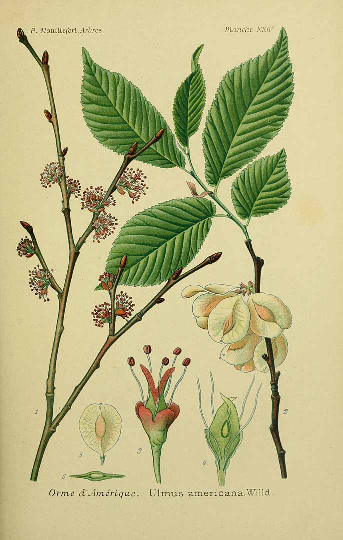 Botanical Illustration of Elm plant
