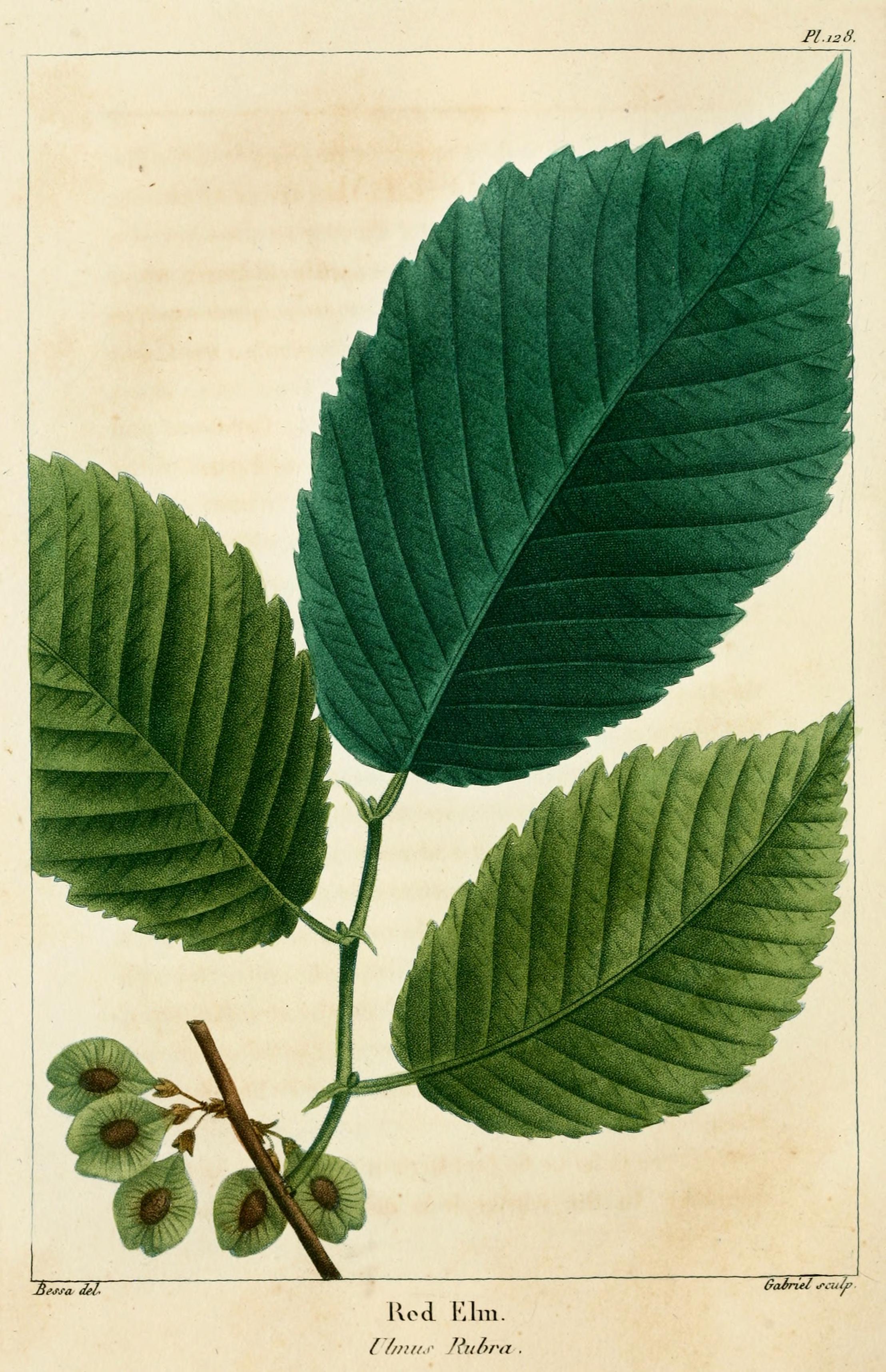 Botanical Illustration of Slippery Elm plant