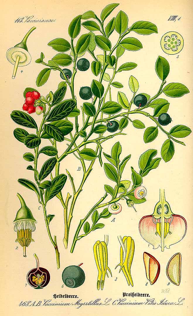Botanical Illustration of Huckleberry plant
