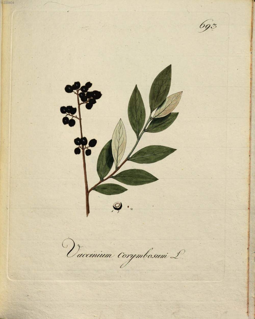Botanical Illustration of Blueberry plant