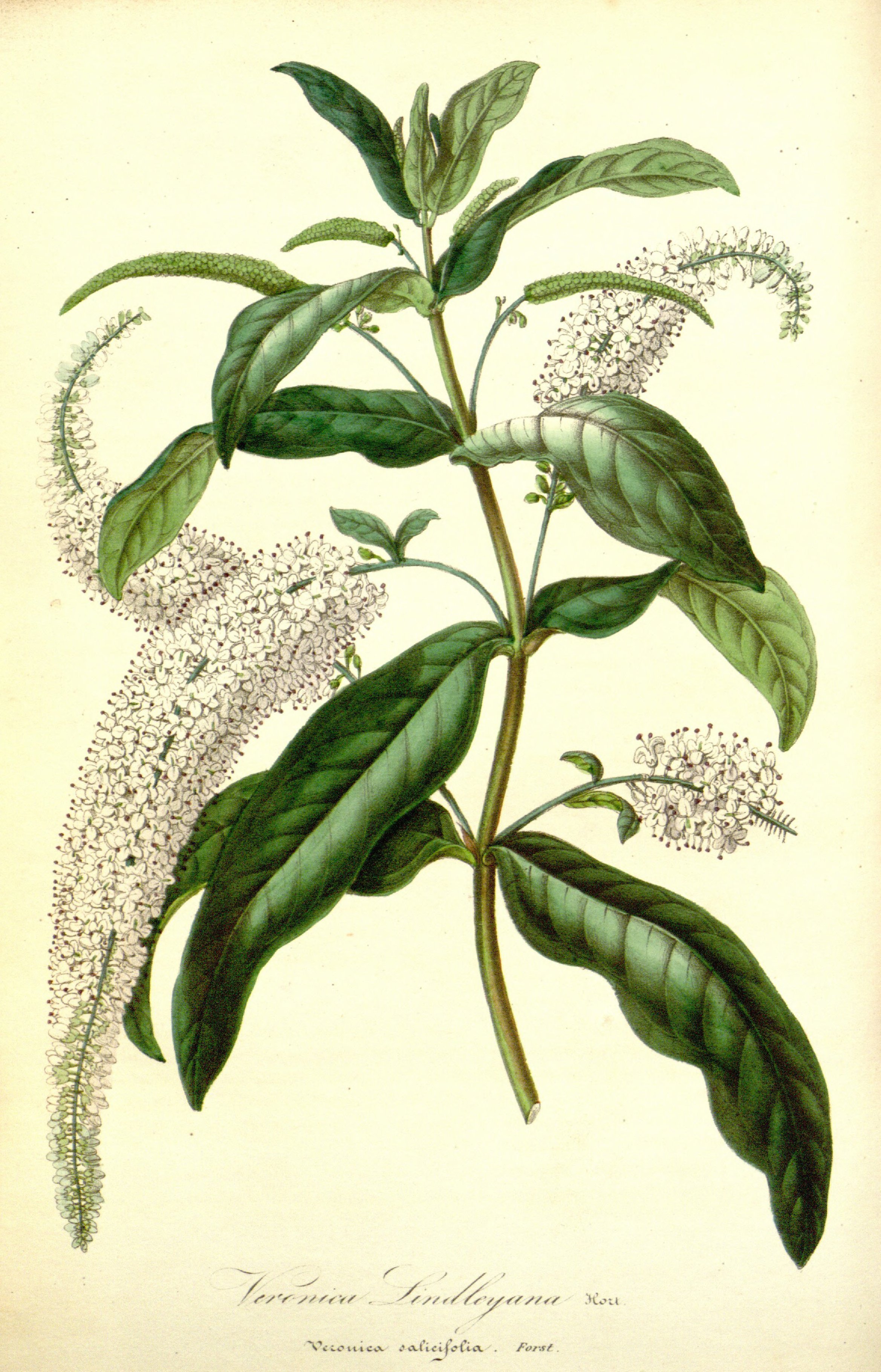 Botanical Illustration of Speedwell plant