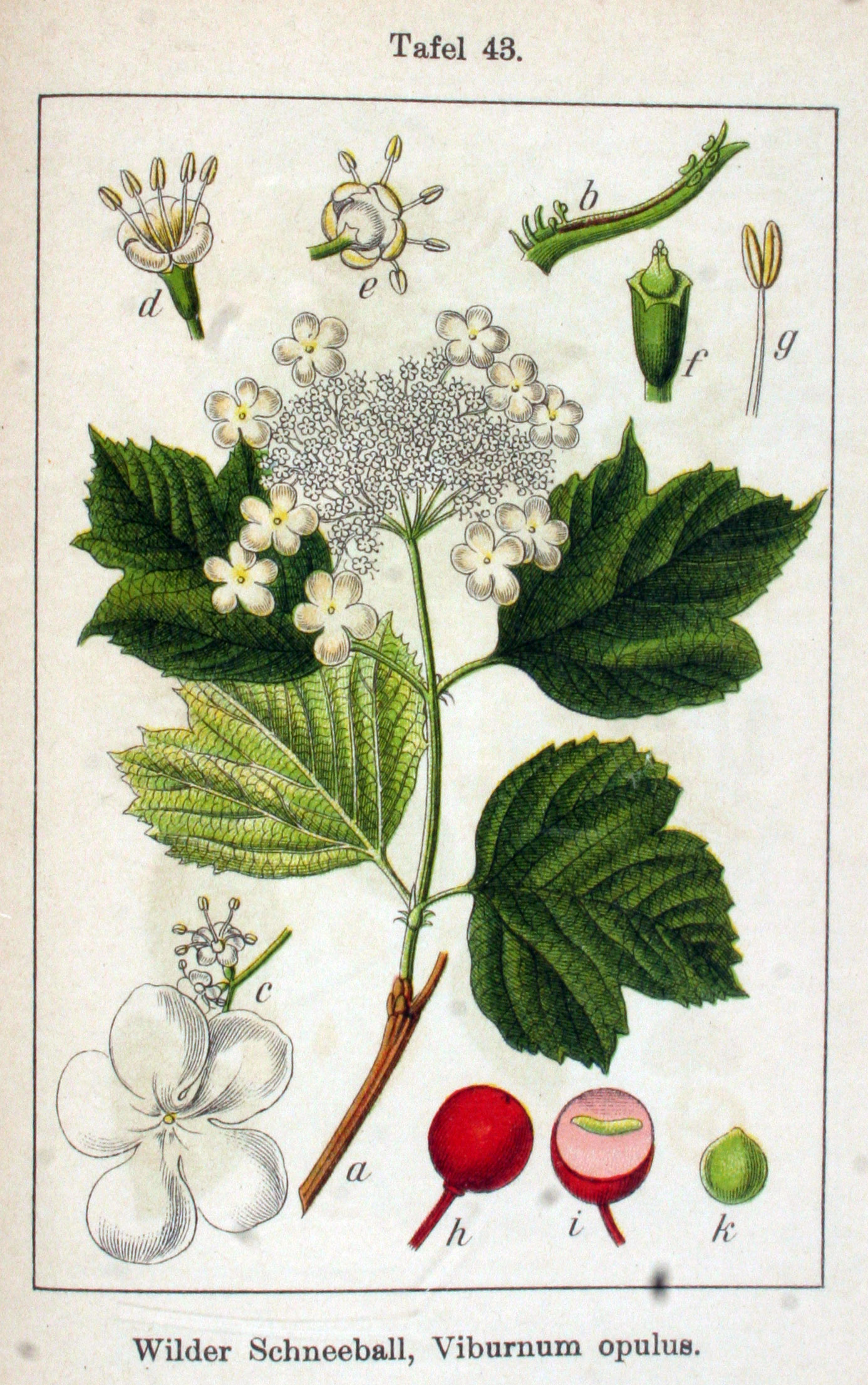 Botanical Illustration of Cramp Bark plant