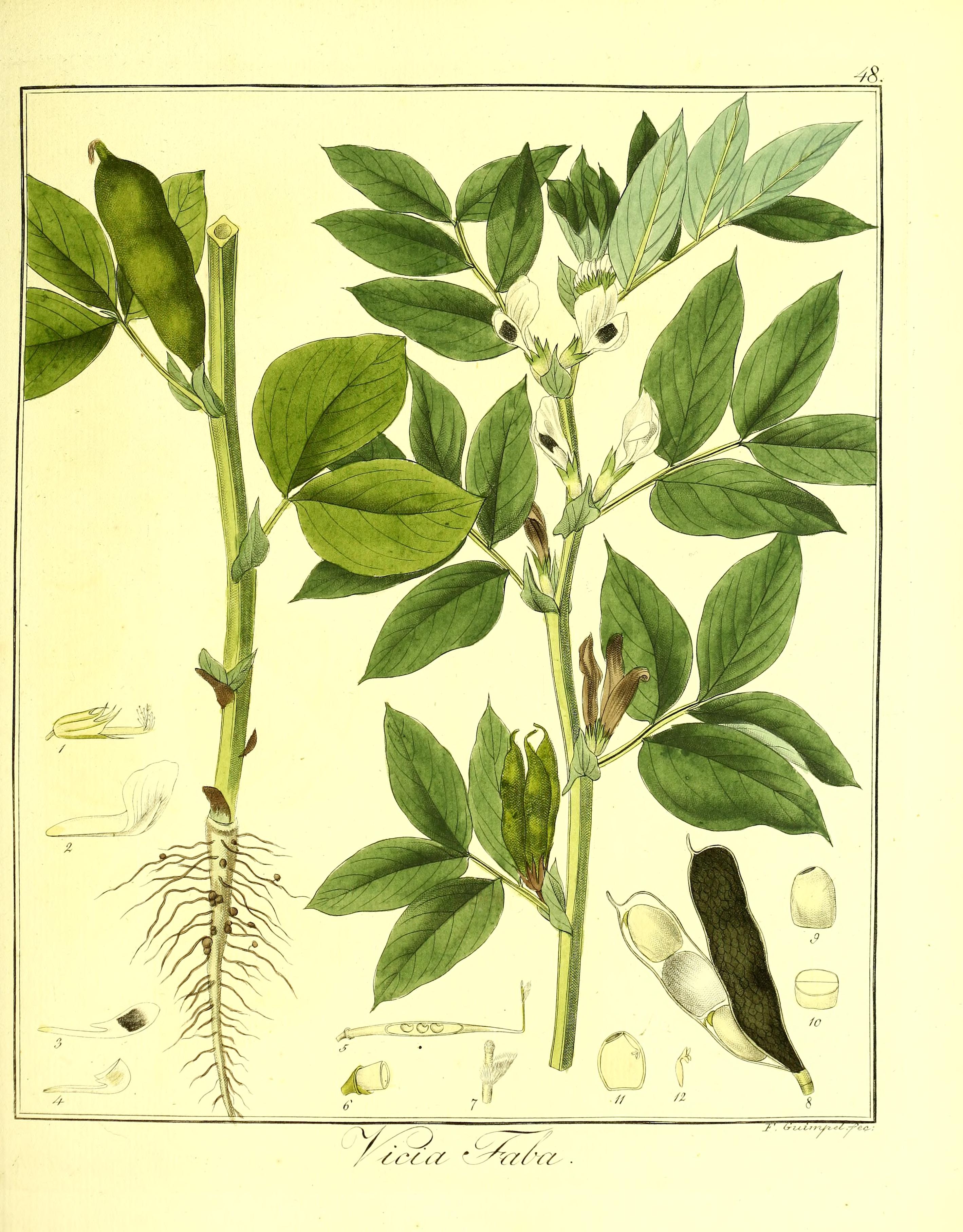 Botanical Illustration of Broad Bean plant