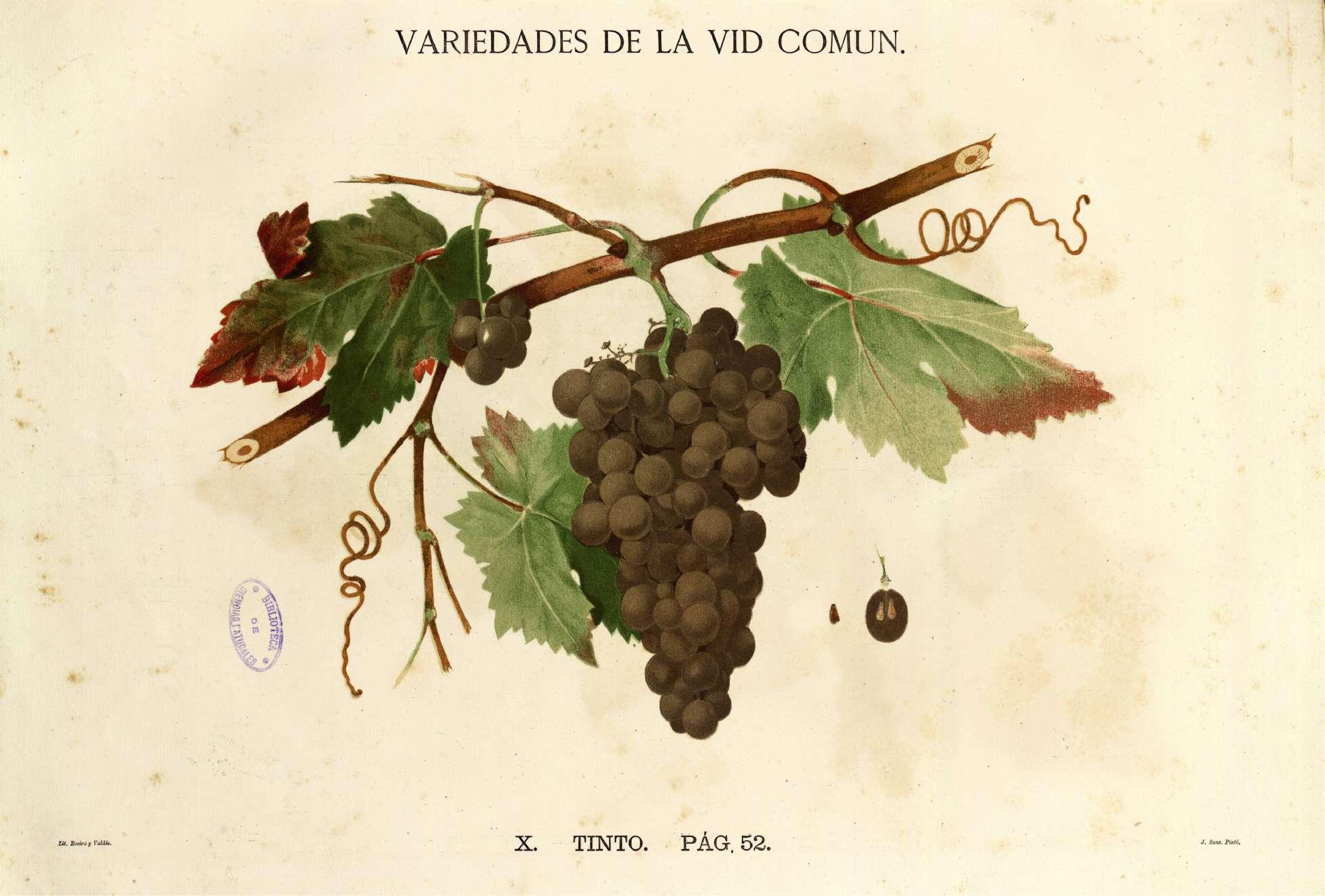 Botanical Illustration of Grape plant