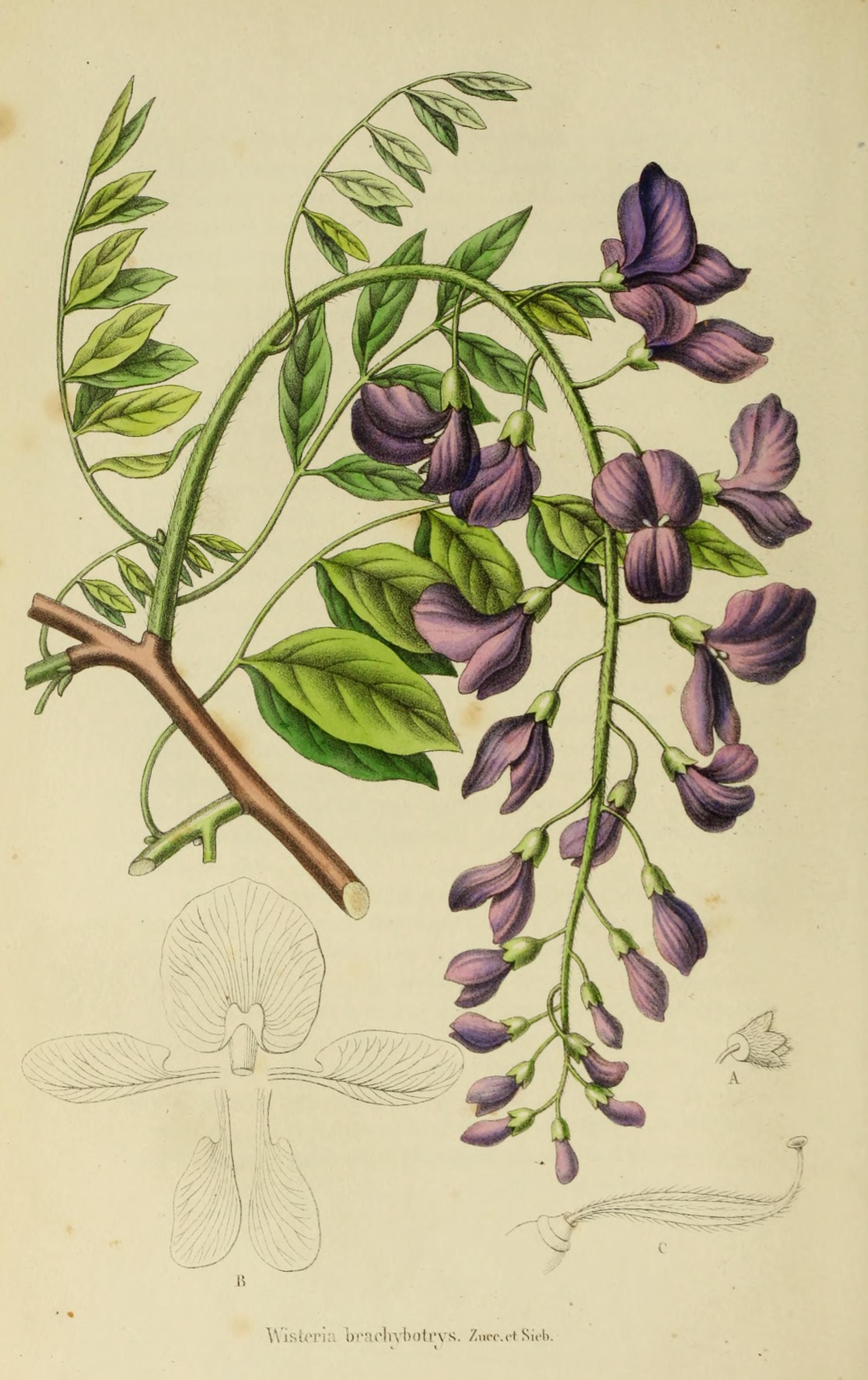 Botanical Illustration of Wisteria plant