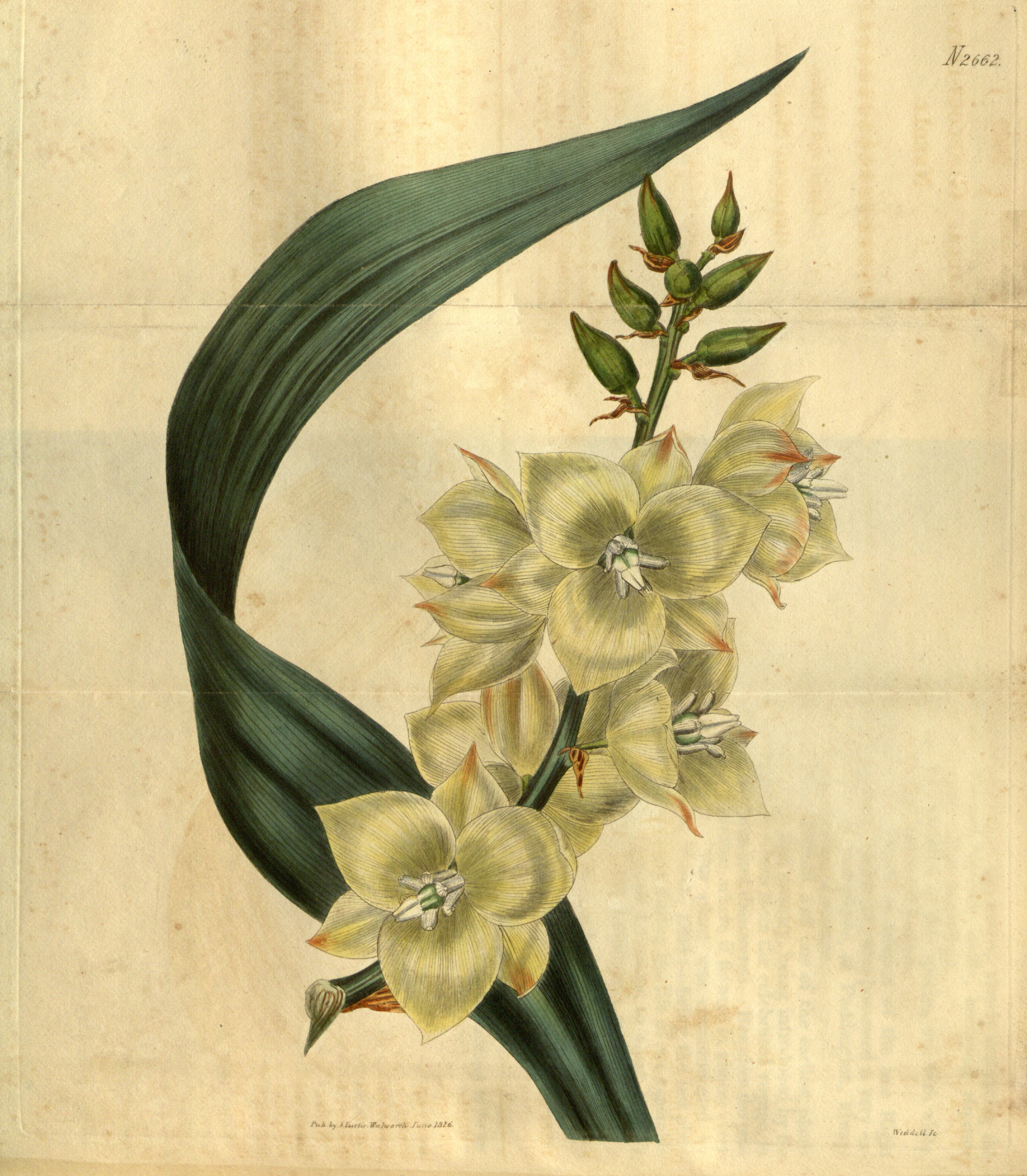 Botanical Illustration of Yucca plant