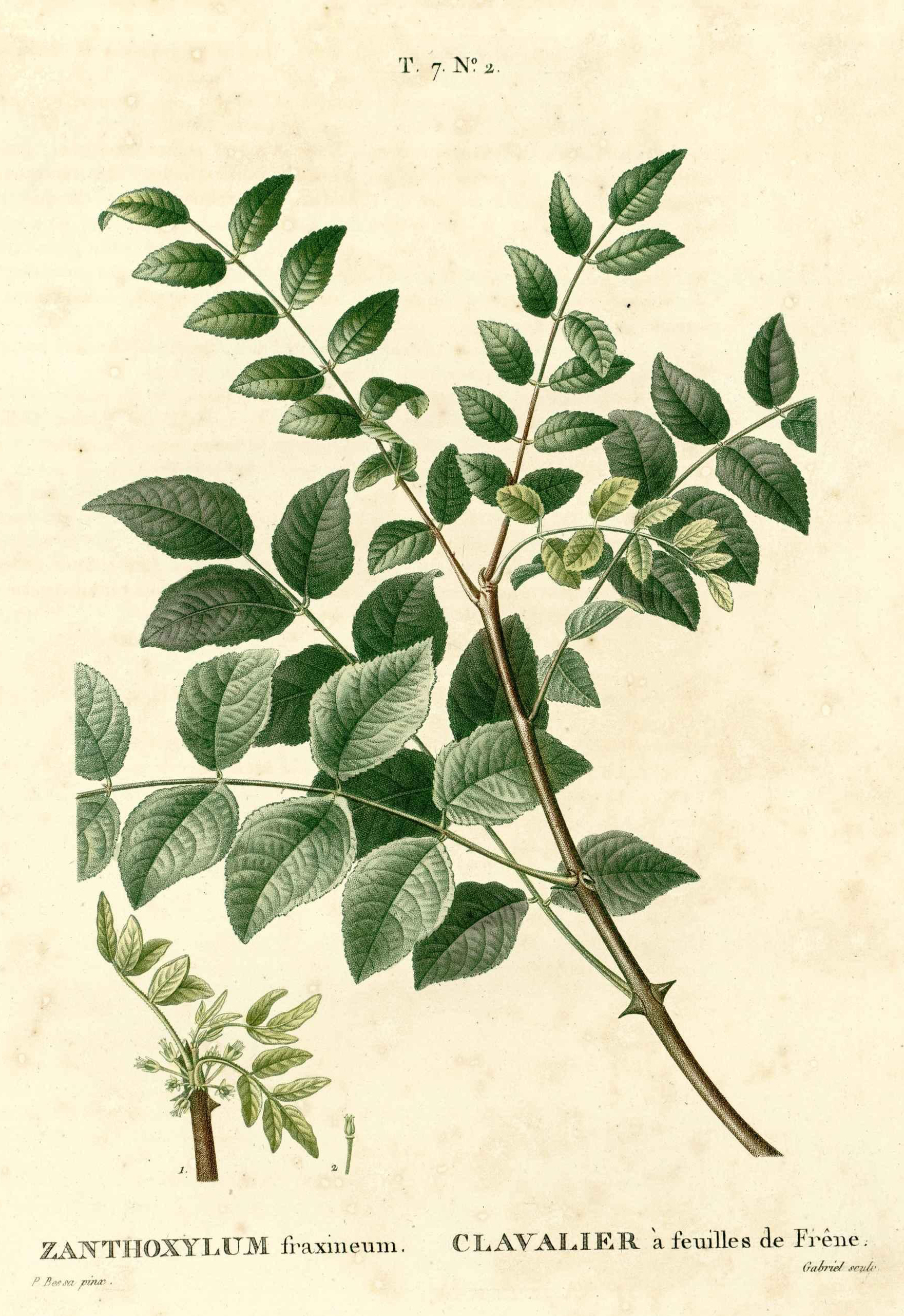 Botanical Illustration of Prickly Ash plant