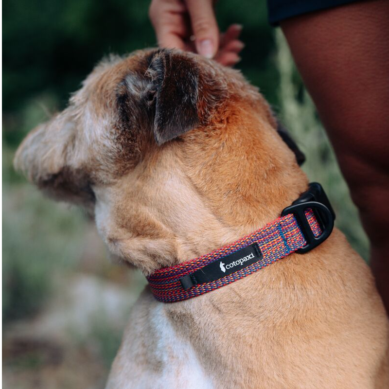 Del Día Dog Collar
