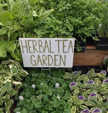 tea garden.jpg