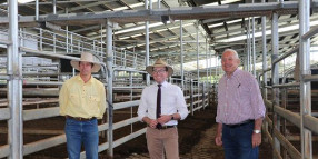 $5m redevelopment of Armidale and Guyra Livestock Selling Facilities