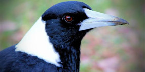 Tips for magpie swooping season