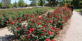 Annual rose pruning commences