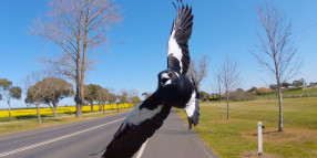 Avoiding conflict best course of action as magpie season swoops in