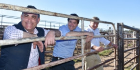 Gunnedah welcomes saleyards news