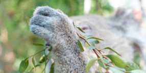 Plans underway for Gunnedah’s Koala Park plantation