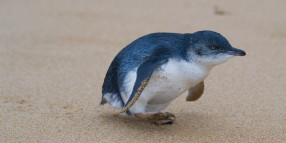 Help us protect our endangered penguins