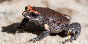 Vulnerable frogs benefit from revitalised creek