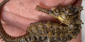 Endangered seahorses on the move