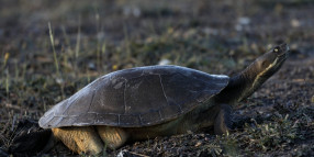 Turtles on the move across Greater Shepparton