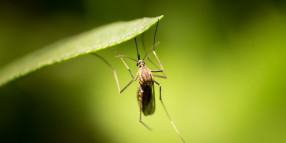 Free Japanese Encephalitis vaccine for eligible residents