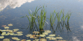 Lowanna Lake, Kialla - Water level lowering