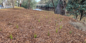 Tom Collins Drive river bank revegetation complete